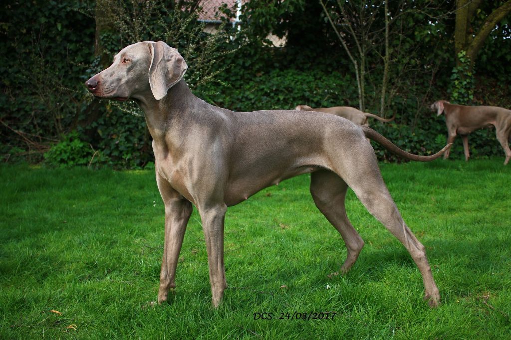 Lady million Du Chêne Sessile