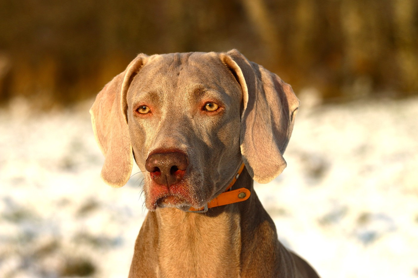 Realize Du Chêne Sessile