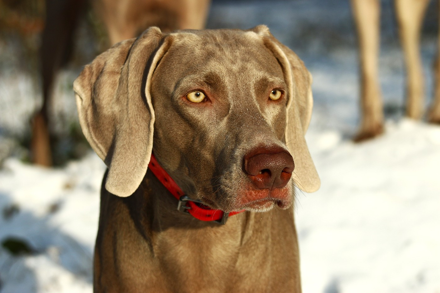 U'Kokott Du Chêne Sessile