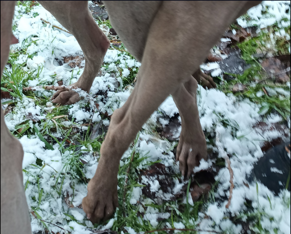 Realize du Chêne Sessile a rencontré un gentil fiancé début Janvier 2026.