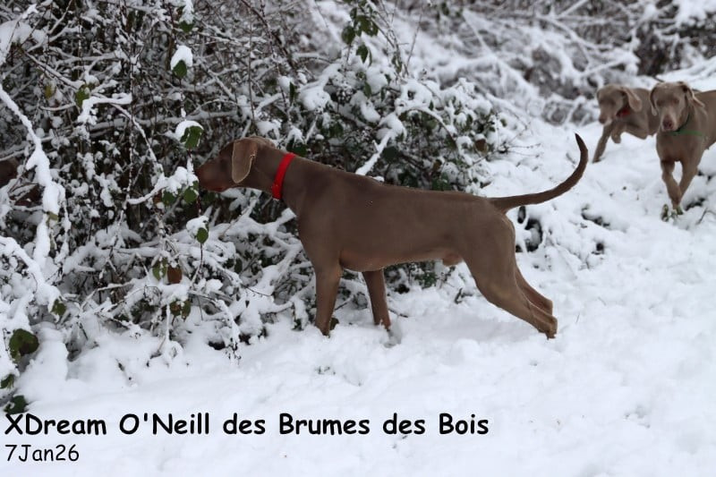 Realize du Chêne Sessile a rencontré un gentil fiancé début Janvier 2026.