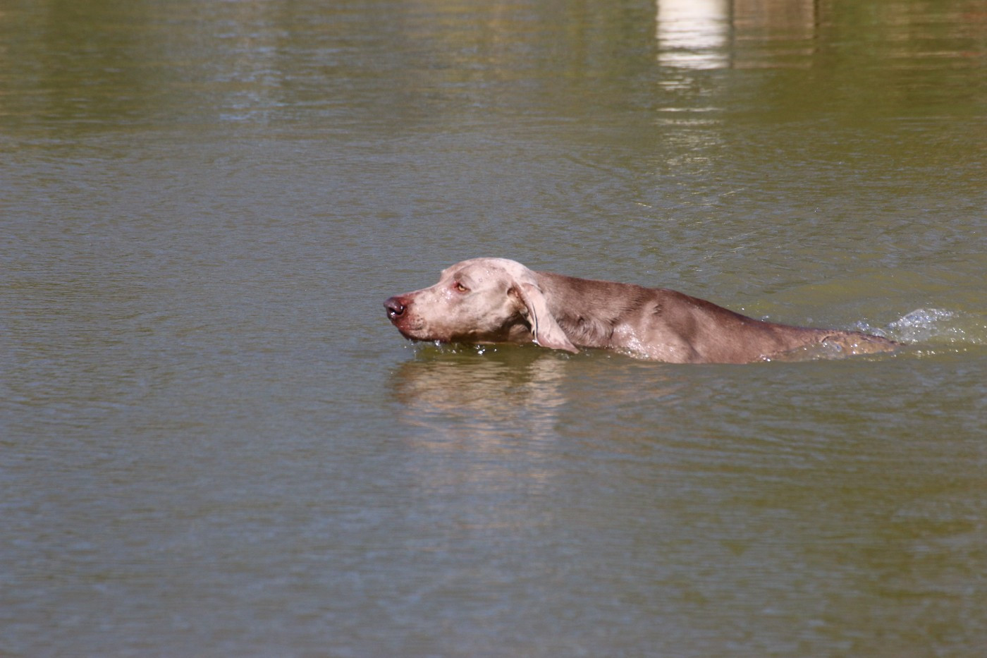 Disponible pour Saillie : Okmok du Chêne Sessile dit Oskar