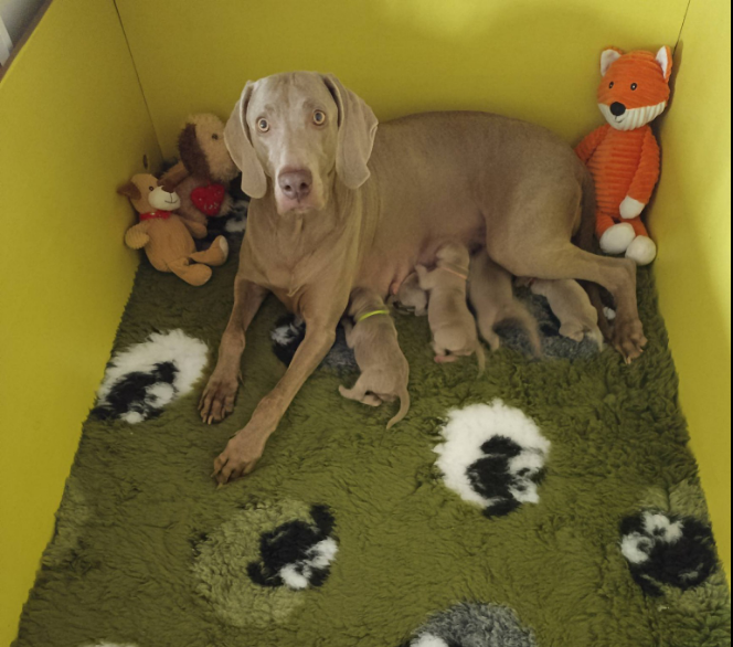 Realize du Chêne Sessile et X'Dream O'Neill des brumes des bois sont heureux de vous annoncer la naissance de leurs 5 petites merveilles.