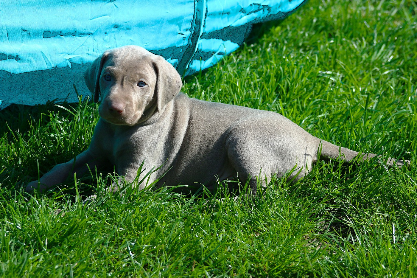 Du Chêne Sessile - Chiots disponibles - Braque de Weimar