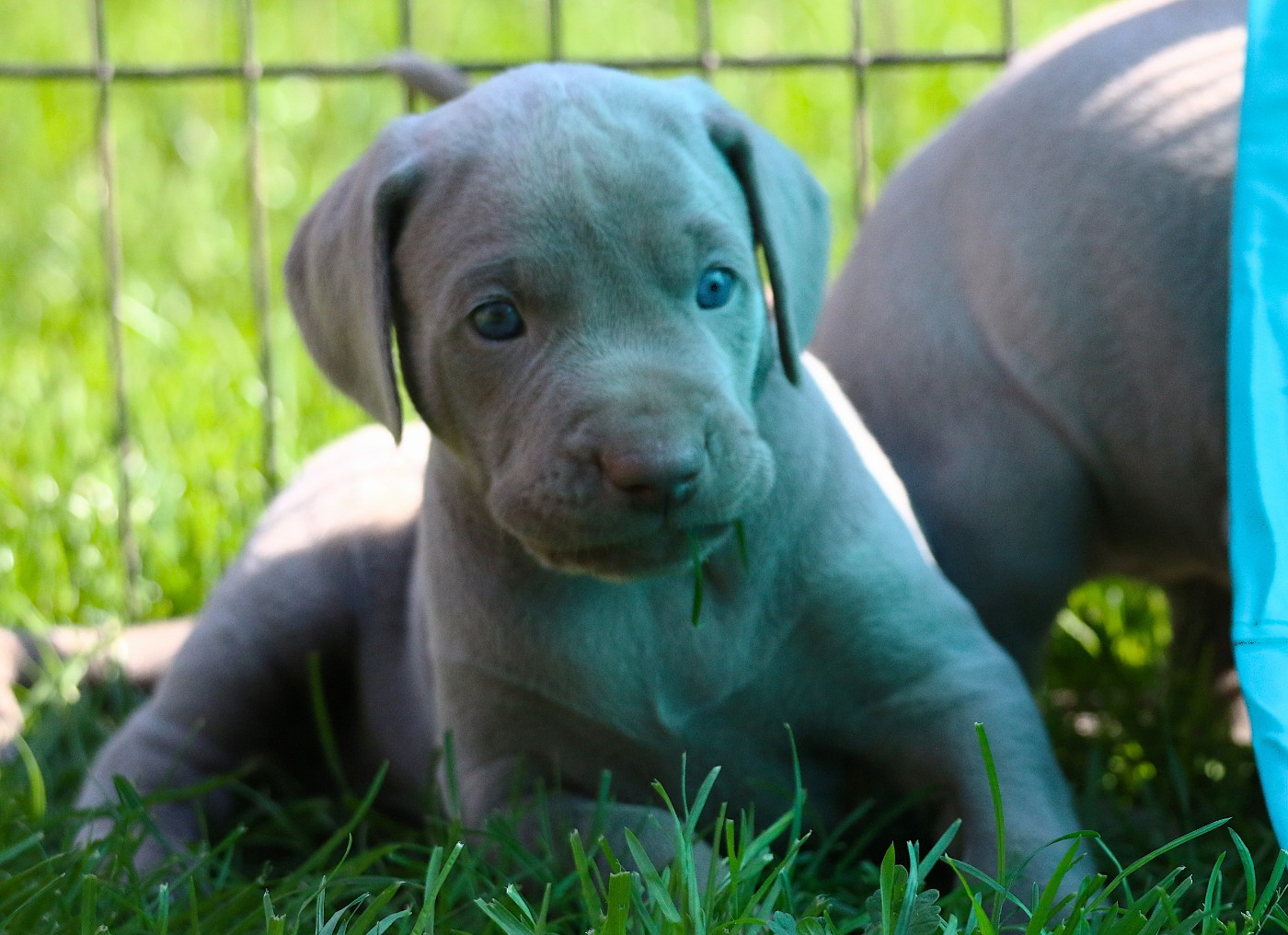 Du Chêne Sessile - Chiots disponibles - Braque de Weimar